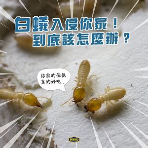 家裡有白蟻該如何處理|白蟻下雨後出沒，如何消滅？白蟻入侵跡象、防治一次。